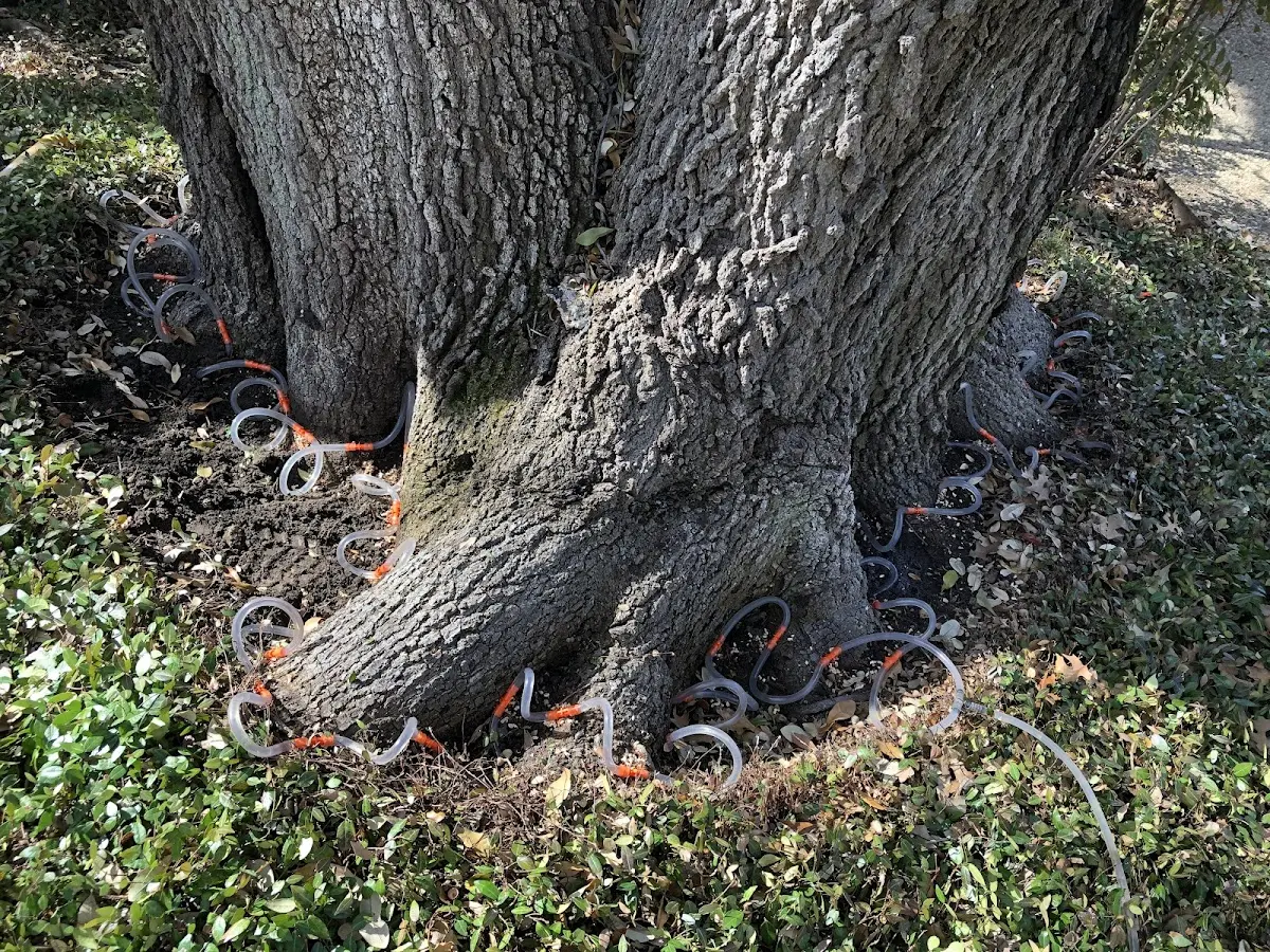 Detailed Tree Cabling and Bracing job site in Arnoldsburg