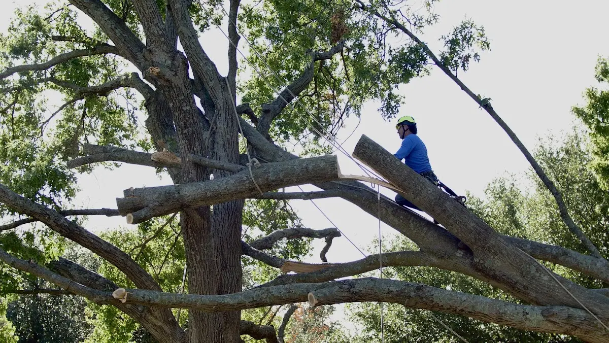 Professional Crown Thinning performed by certified arborists in Arnoldsburg