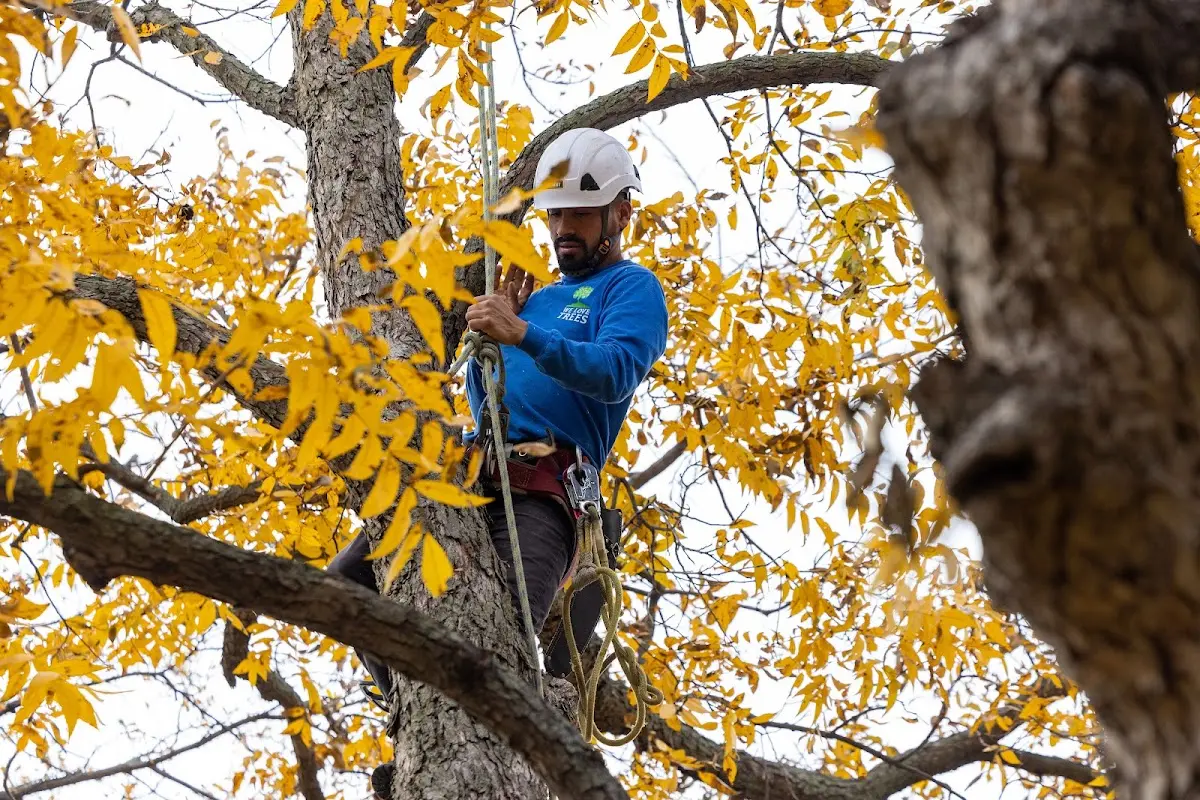 Skilled Tree Transplanting crew working in Arnoldsburg