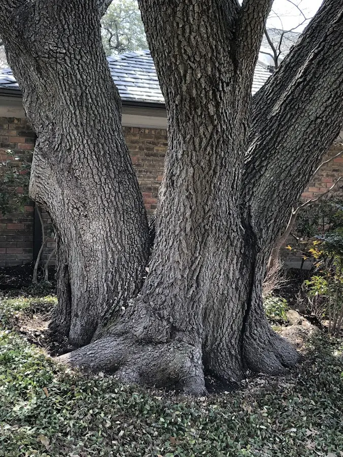 Mature heritage tree close to a Arnoldsburg property cared for by certified arborists